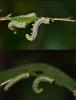 Nematus septentrionalis